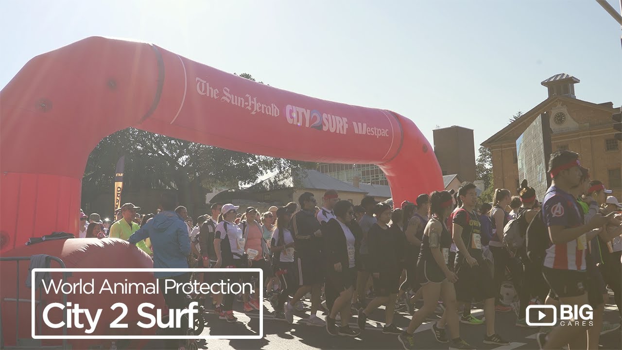World Animal Protection : City 2 Surf, Running to Help End Animal Cruelty