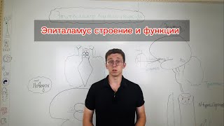 видео: ЭПИТАЛАМУС Третий глаз и биологические часы мозга 🧠⏰ картинка: ЭПИТАЛАМУС Третий глаз и биологические часы мозга 🧠⏰