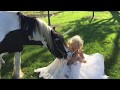 Gypsy Vanner Horse Videos,  Funny Horse Video  Unicorns are real, I fell off my horse