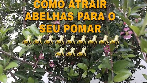 Como atrair abelhas para seu pomar?
