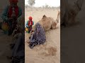 في صحراء السيراي فقير يعزف البين خلف الجمل ليهد ئه ويمنحه السكينة