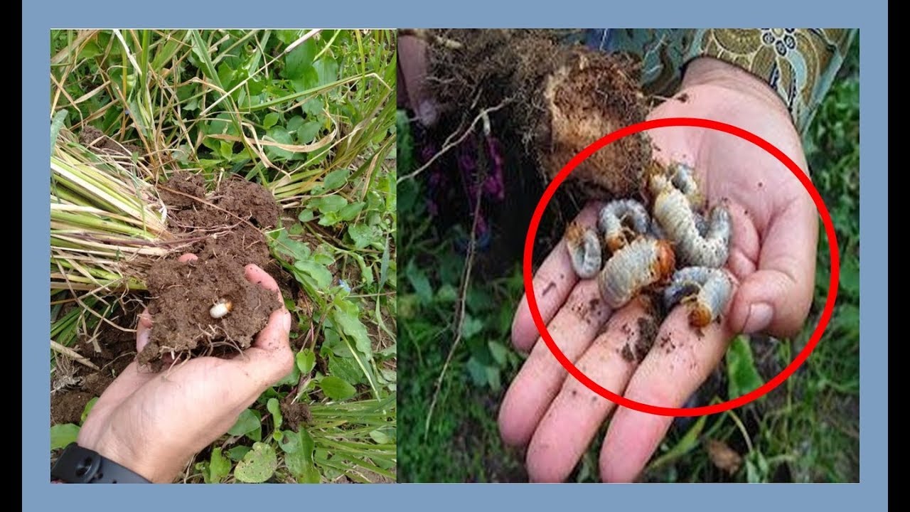 # TIS # CARA MENGATASI HAMA URET | LIQUID PESTICIDE  , ORGANIC FERTILIZER