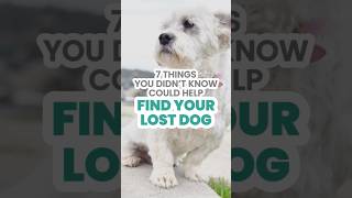 ๐พ 7 Things You Didnโt Know Could Help Find Your Lost Dog ๐ถ #lostpet #lostdog #missingdog