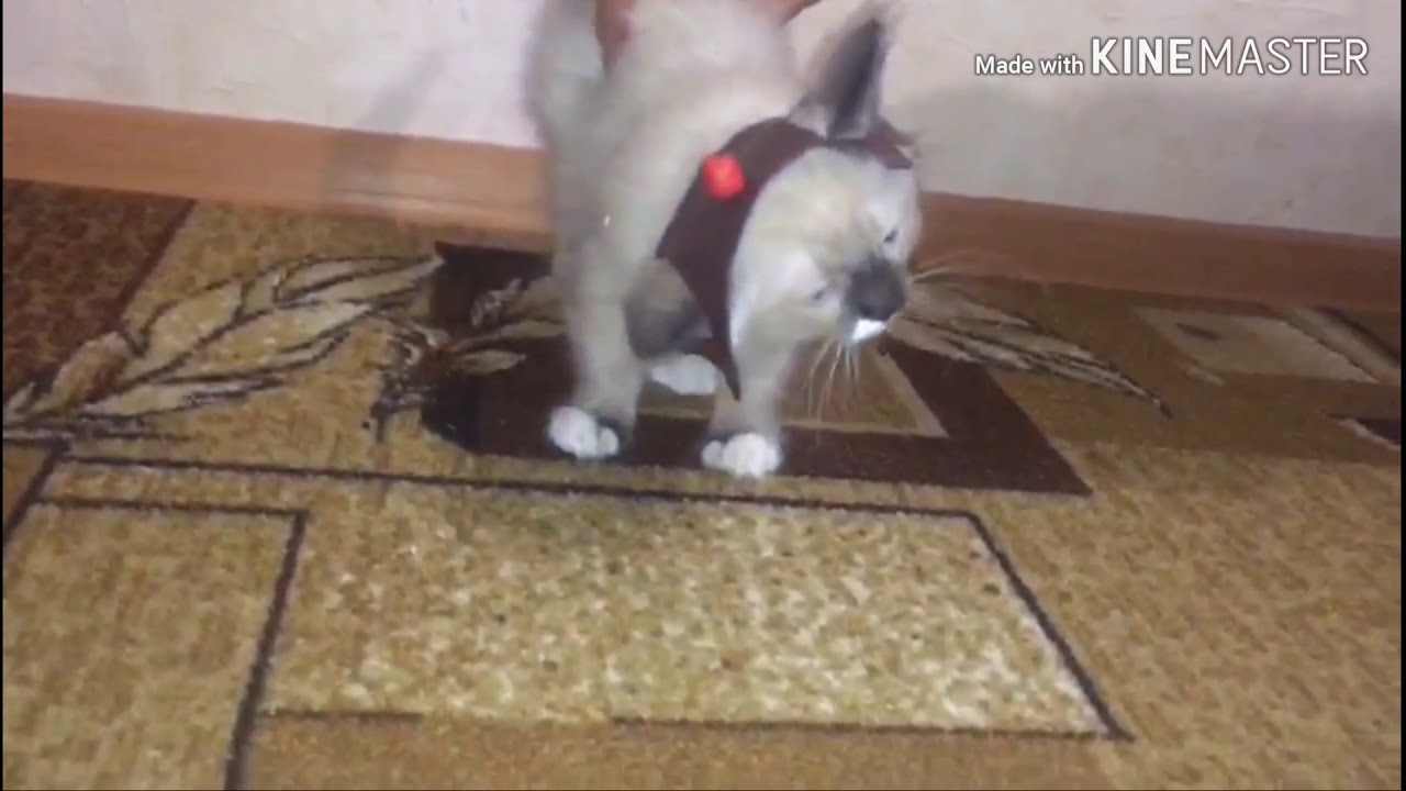 The cat ate the playdough YouTube