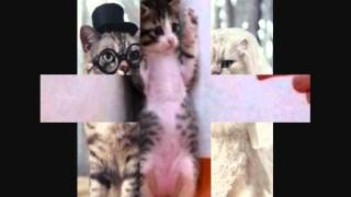 cat.wmv