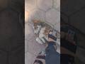 Sabse Smart Trick 😳🐶!! #shorts #shortvideo