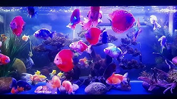 Thiên đường cá Vàng, cá Dĩa, cá Thần Tiên, cá Cánh Buồm cùng với cá Xecan - 20/02/2022