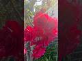 Morning walk #shortvideo #japan