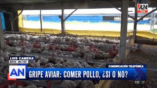 Gripe Aviar: comer pollo, ¿Sí o no?