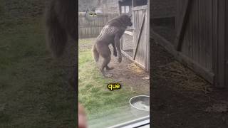 Animales que nunca podremos domesticar 😰 #animales #ciencia #curiosidades #curiosoben