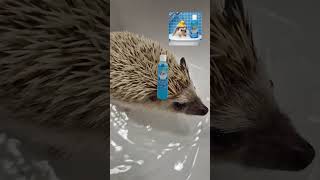 Productos para bañar a tu erizo | Erizoo México