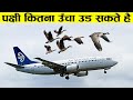 पक्षी ज़मीन से कितने ऊंचाई पर उड़ सकते हैं - how high birds can fly