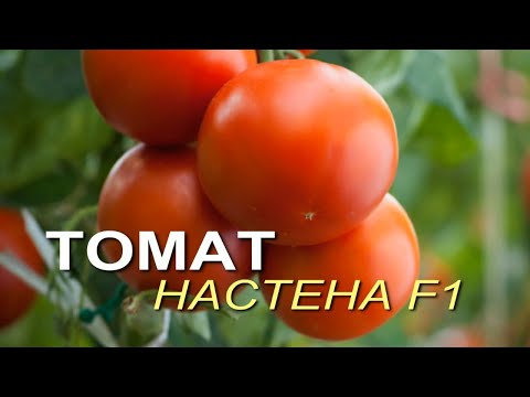 Video: Pomidor Nastena: xilma-xilligi, xususiyatlari, hosildorligi, sharhlari tavsifi bilan fotosurat