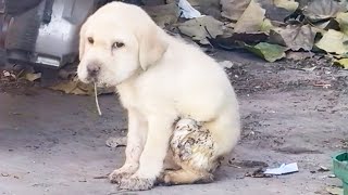 The abandoned puppy was curled up, waiting to die, but the rescuer arrived first!