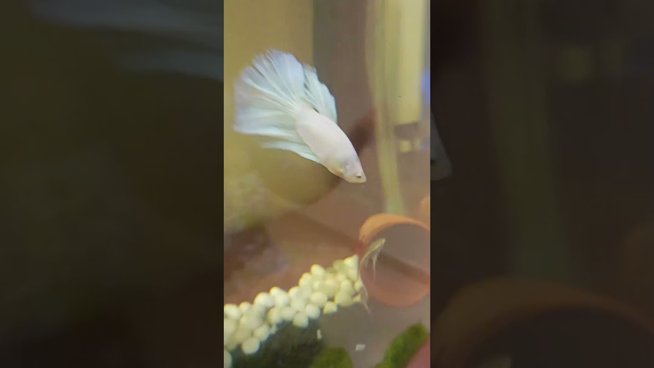 Introducing Black Neon tetras and Black Phantom tetra with my white Male Betta (Snow)