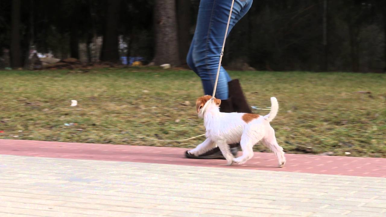 Jack-Tonic Winter Rose 2