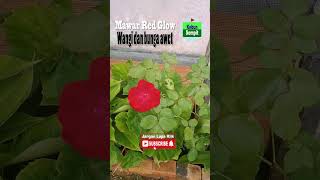 Red Rose Red Glow Flowers Are Fragrant And Durable roses redroses roseflowers