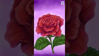 How to Draw a Realistic Red Rose | Step-by-Step Digital Art Tutorial 🌹🎨 #drawing