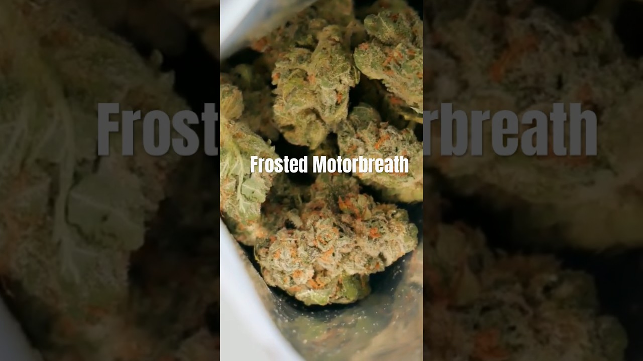 TAKING A PEEK at Frosted Motorbreath flower 😳 