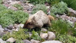 Marmot at Mt Rainier