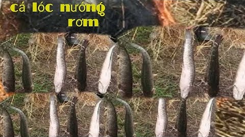 Cá lóc nướng rơm ngon hết sẩy miền tây,ăn mừng mùa gặt lúa.pho vlog