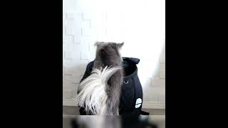 チワワほいほい