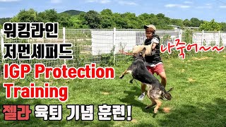 워킹라인 저먼 셰퍼드 두마리와 IGP 방위훈련을 해봅시다~!!Workingline Germanshepherd IGP Protection Training!!