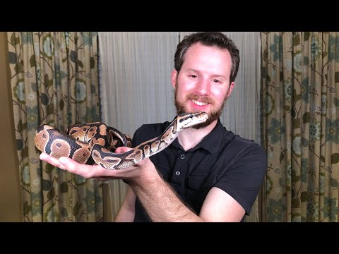 My Ball Python (Python regius)