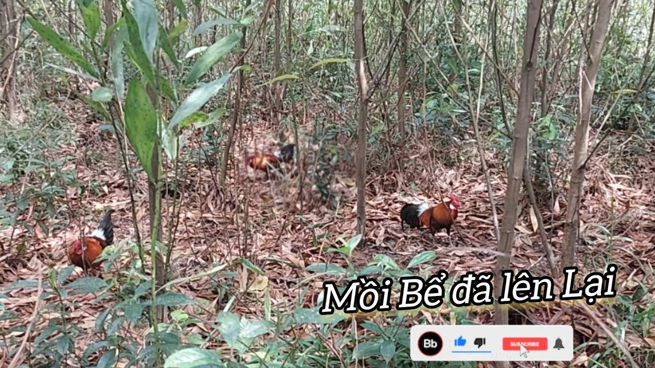 Bắt gà đồi|Kèo mồi bể dưỡng thương nay ra trận thu phục bổi #garung #xichchanga 