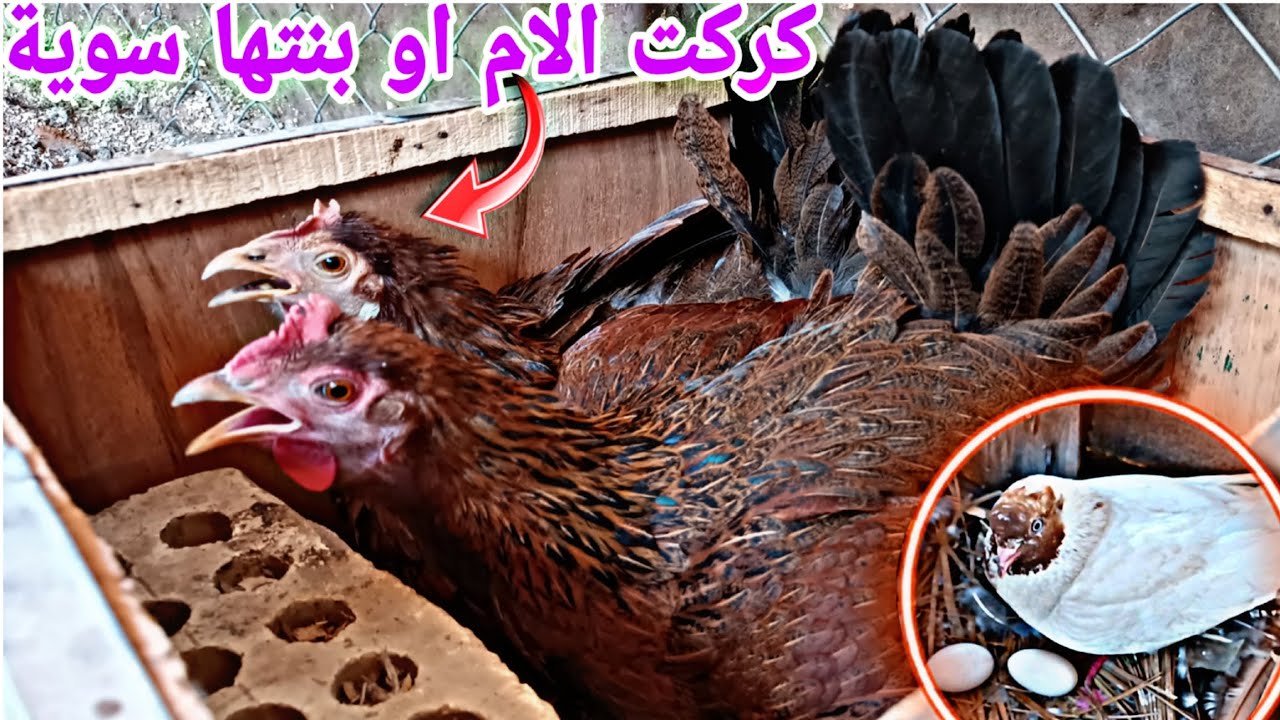 ماتت الدجاجة المريضة 🤒  دجاجتين كاركات وبيض ماعندي🤦🐓