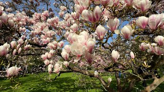 Frühlingsbeginn: Tausende Magnolienblüten in der Wilhelma