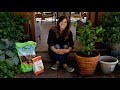 Growing Citrus Trees in Containers! 🍋🌿// Garden Answer