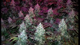 SMOKING CANNABIS // Casa Del Loki