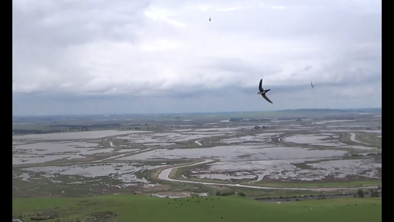 D60 with DS'ing Swifts