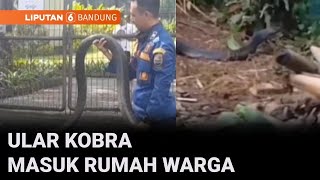 Petugas Damkar Evakuasi Ular Kobra Berukuran Tiga Meter Lebih dari Rumah Warga | Liputan 6 Bandung