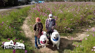 【後編】道中編：コスモスを見に行ったルンルンとアランです　Great Pyrenees　グレートピレニーズ