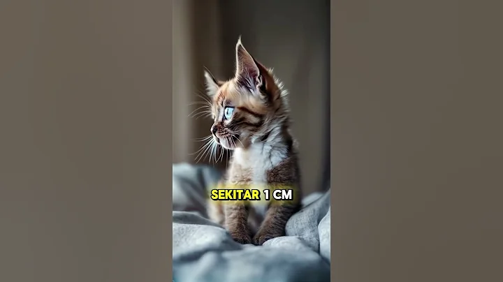 Watch the video about Ras Cornish Rex #cats #kucinglucu #raskucing #catlover