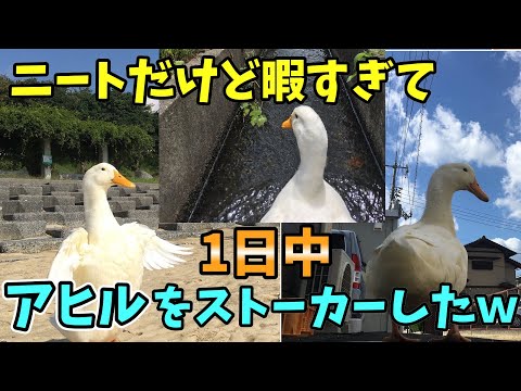 【2ch面白いスレ】ニートだけど暇すぎて、一日中アヒルをストーカーしたwww