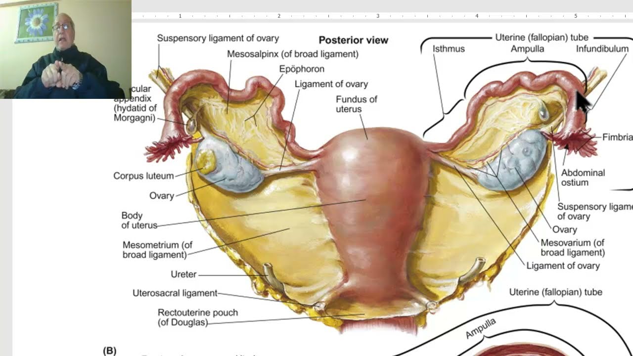 Анатомия женской половой системы на арабском языке 2023 (Маточная труба), автор – д-р Вахдан