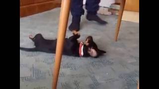 Cute and funny dachshund mix puppy (Mazsi)