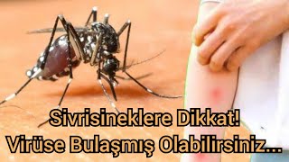 Batı Nil Virüsü Nedir? Nasıl Bulaşır?