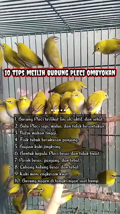 10 TIPS SAAT MEMILIH PLECI OMBYOKAN YAN BAGUS DAN PROSPEK #shorts #pleci #terapipleci #fyp