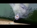 Manatee Caught Drinking Water