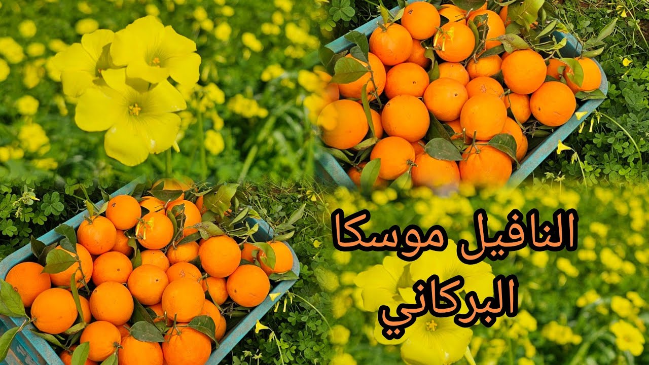 جولة طبيعية وسط أشجار نافيل بركان 🍊 مشاهد تريح القلب