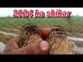 Patiyon k sath batair ka shikar 2024 quail hunting 2024