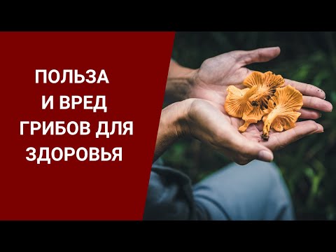 ПОЛЬЗА И ВРЕД ГРИБОВ ДЛЯ ЗДОРОВЬЯ