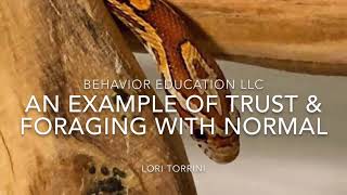 Trust and Foraging with Normal