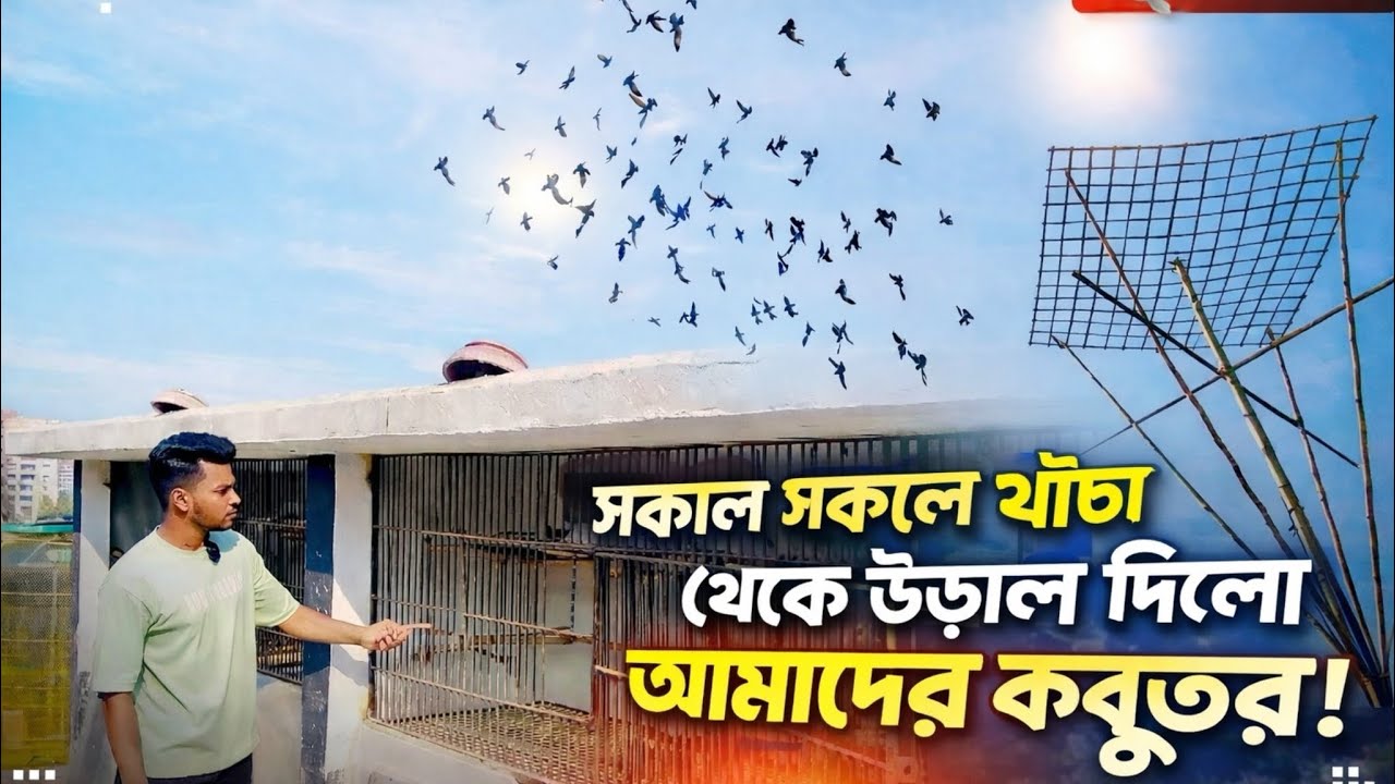  সকাল সকাল খাঁচা থেকে উড়াল দিলো আমাদের কবুতর!