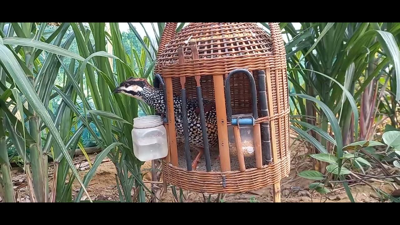 Đa đa gáy đối mùa xuân kích bổi nhanh gáy phần 17