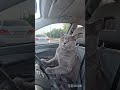 я научился ехать на мошине